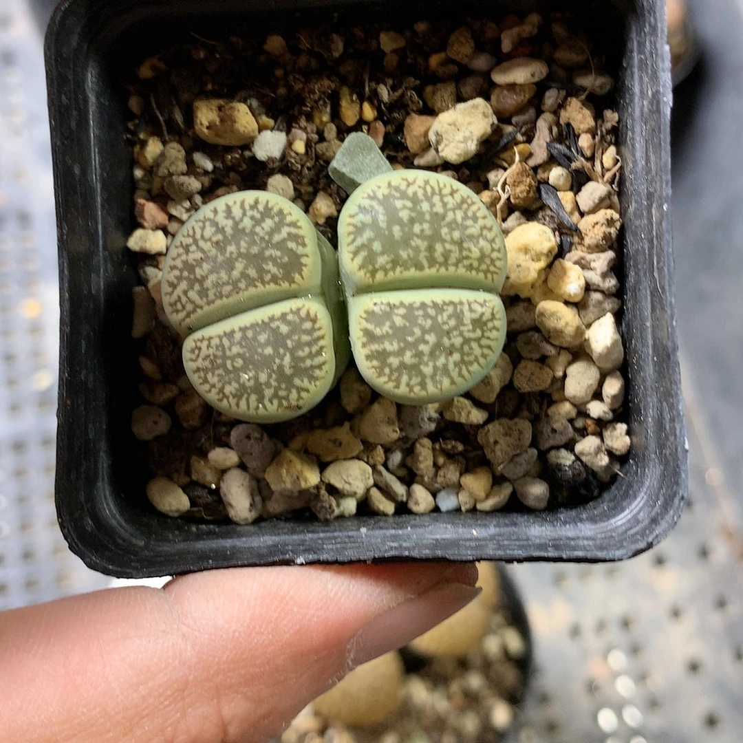 G388多肉植物保护