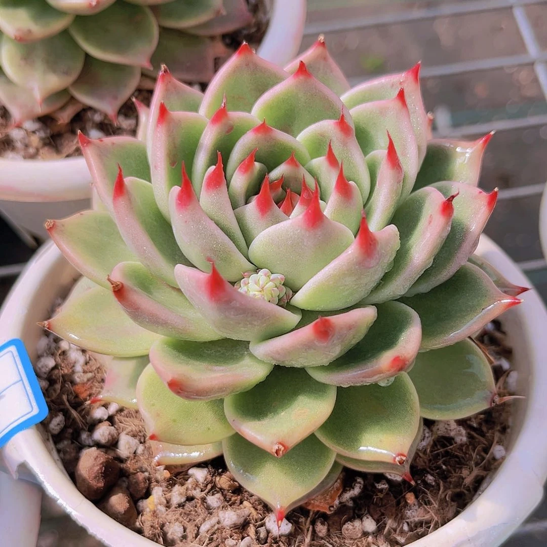 托斯卡10公分99999999