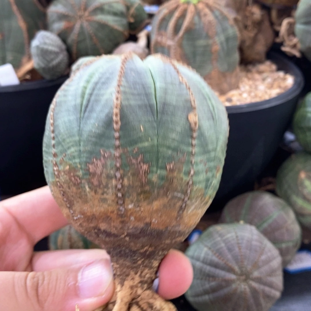 17 欧系实生布纹球多肉植物