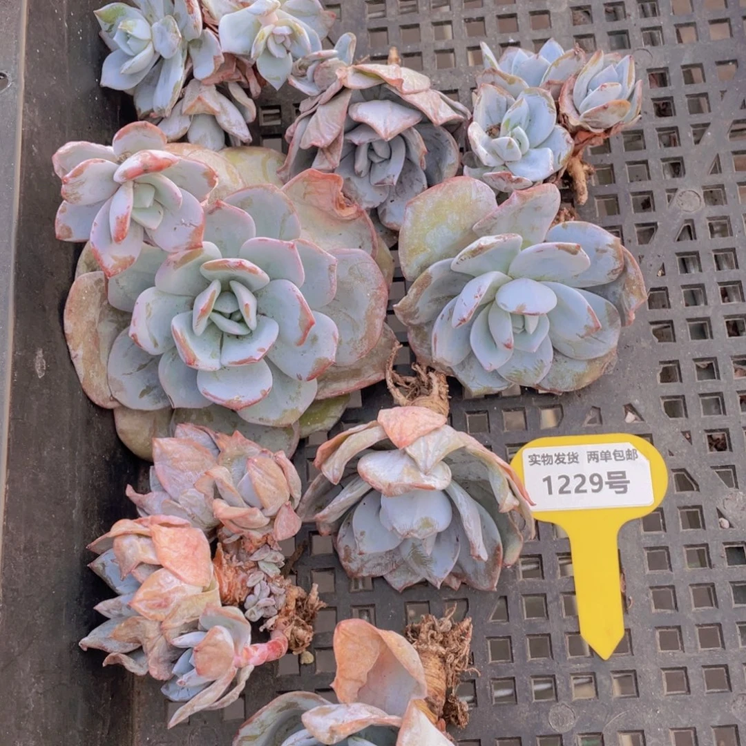 1229号 老桩尾货奶茶捡漏四个