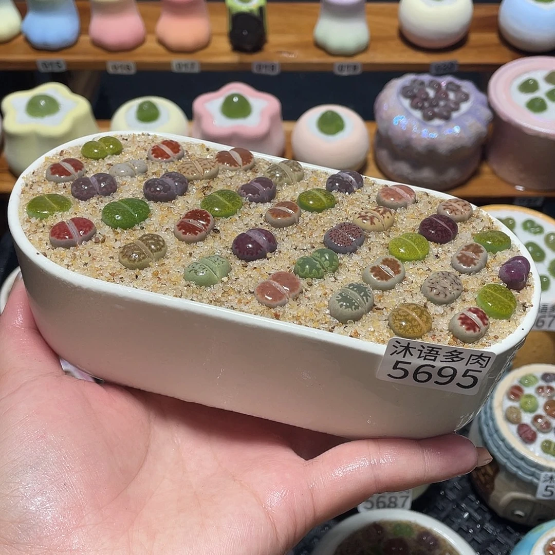 带盆土植物 一物一拍5695