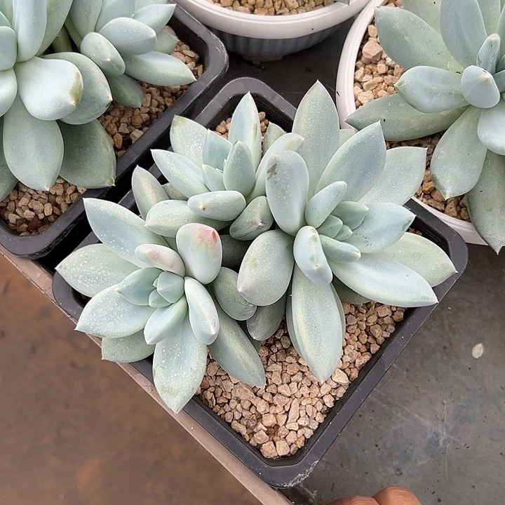 伊丽莎白群生多肉