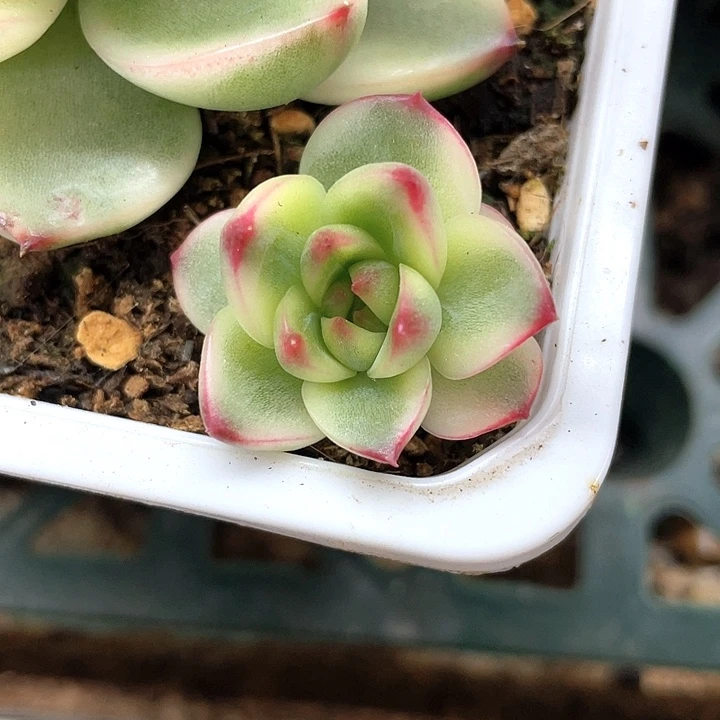 多***儿月亮石。一物一拍锦龙