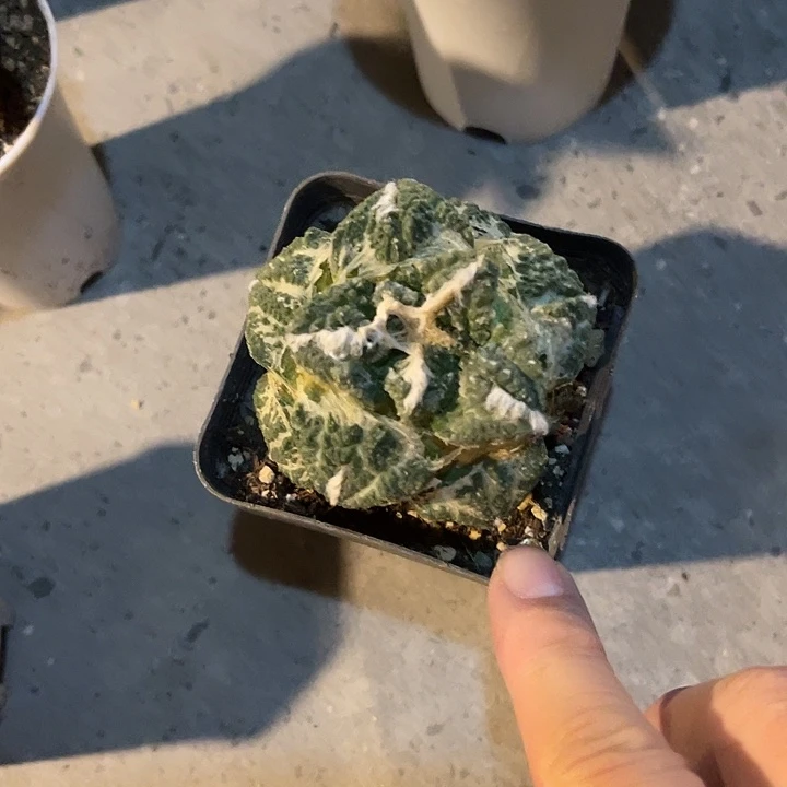无花朵丸叶牡丹一物一拍