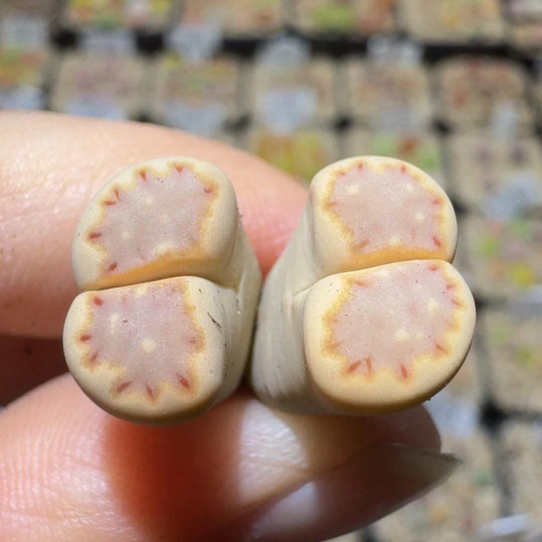 Ssss精品生石花1733