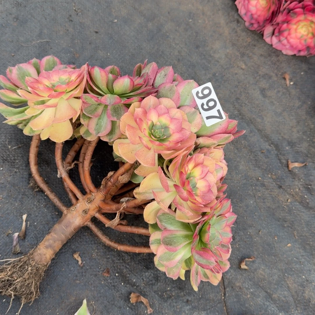 997多肉植物雨荷有断枝特价