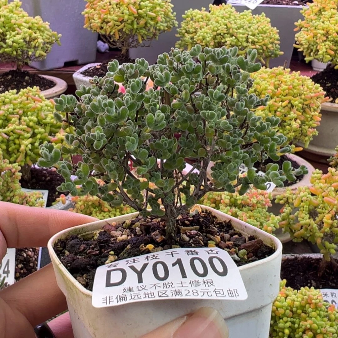 0100莱斯一物一拍。8cm冠服