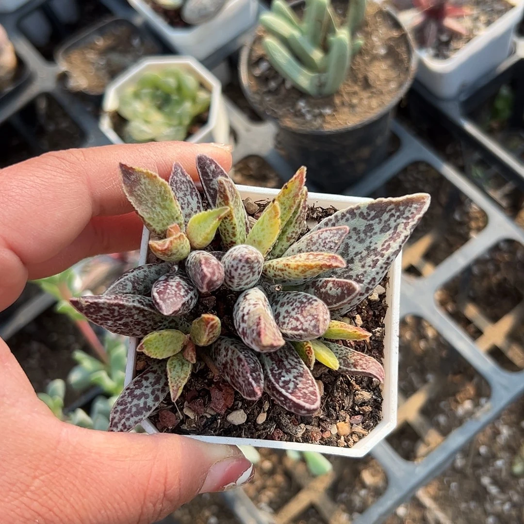 多肉植物白孔雀水泡