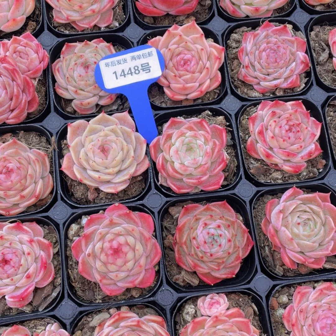 1448号全状态妖姬单头一个