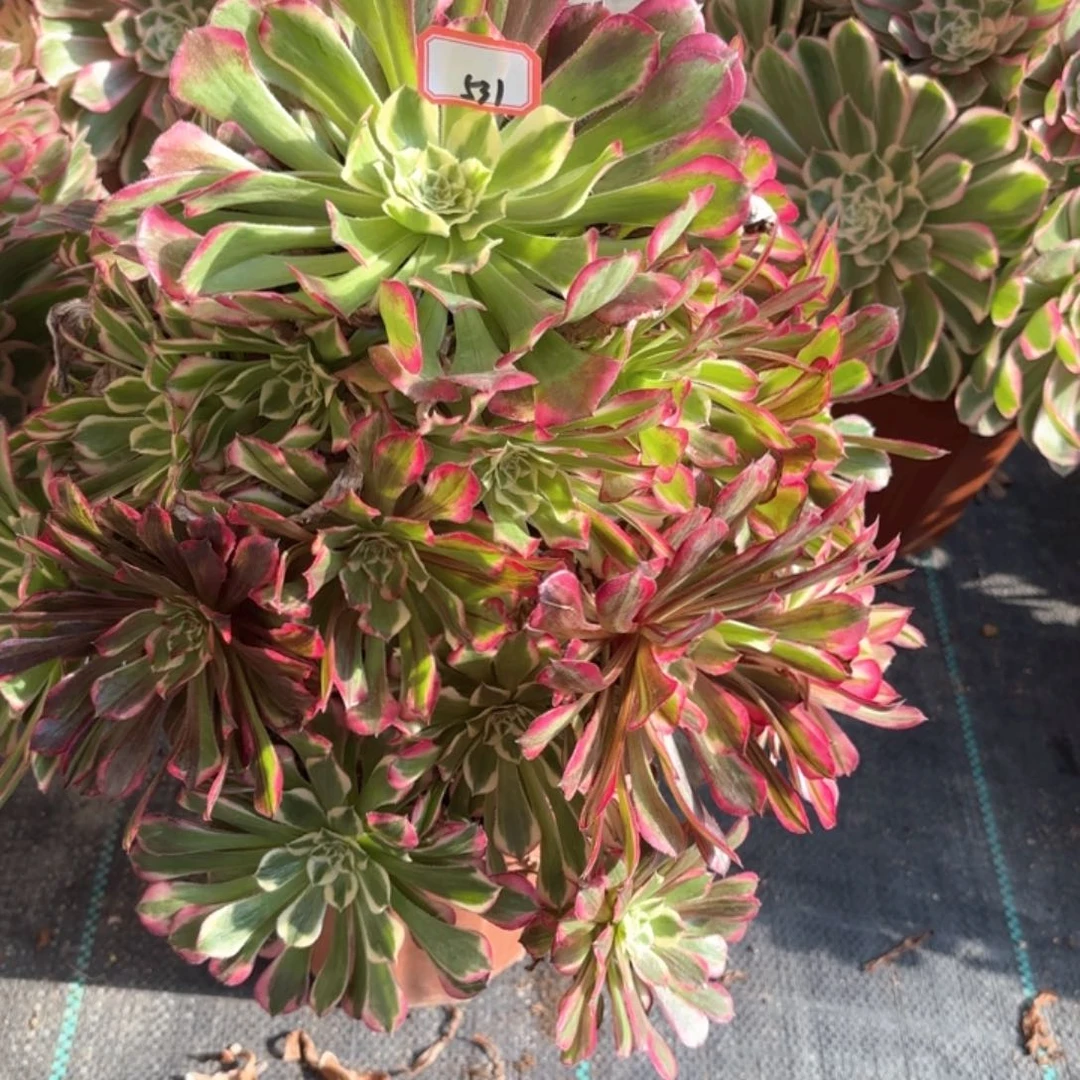 全部花朵双*531同花顺多肉植物