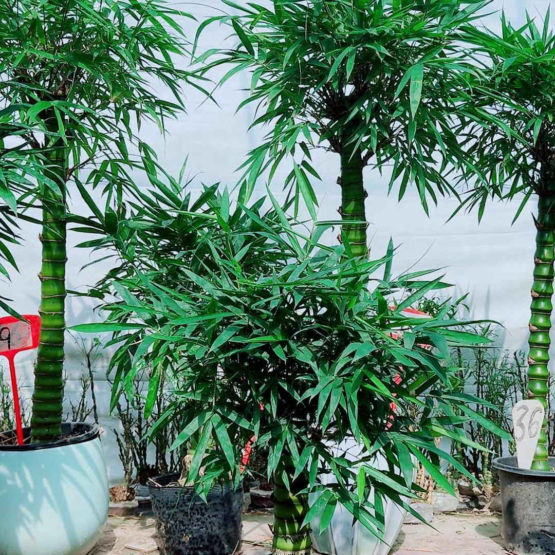 w***完全开放佛肚竹88888888