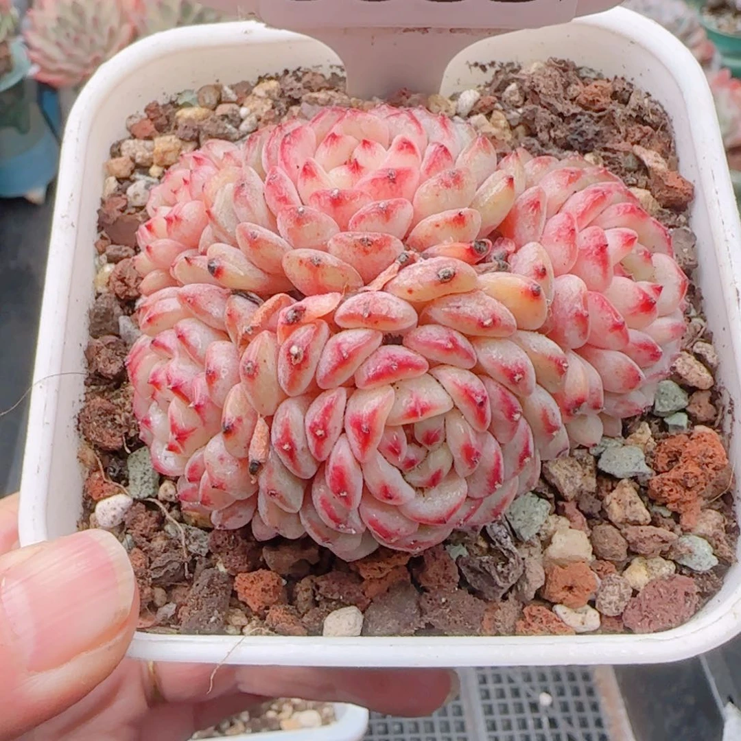 多肉植物8683………..