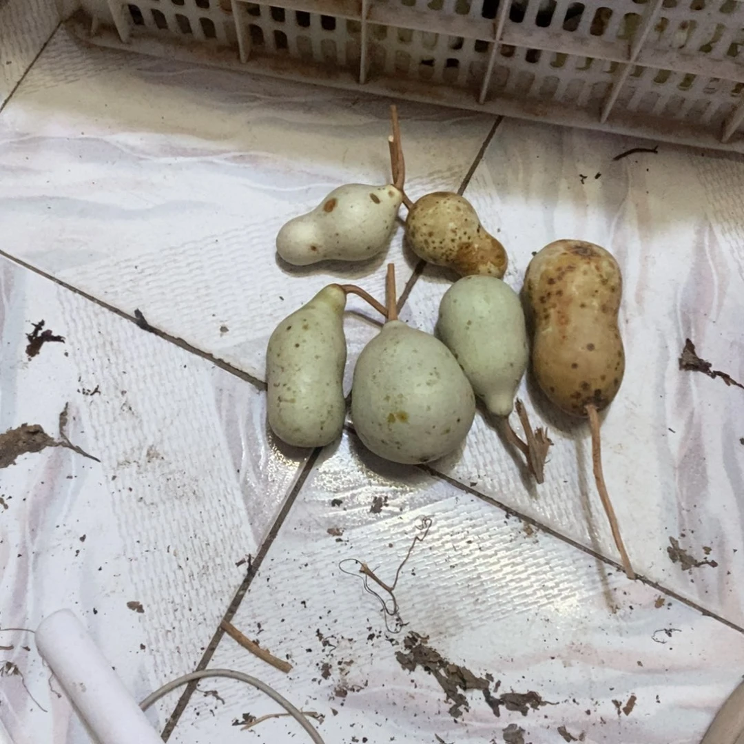 须****雕文玩葫芦青皮葫芦