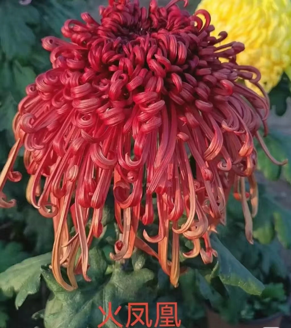 【带漏色花苞发货】九月大花菊-火凤凰大花型阳台庭院好养护