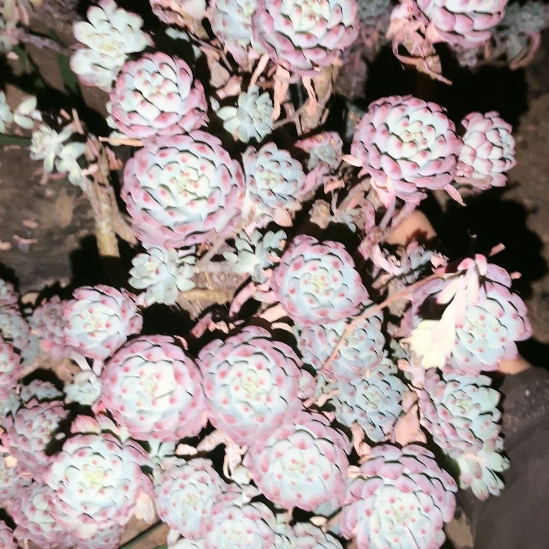 蓝苹果9.99多肉植物