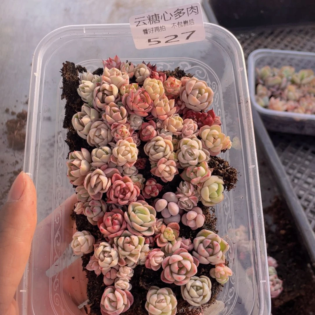 云糖心多肉植物527