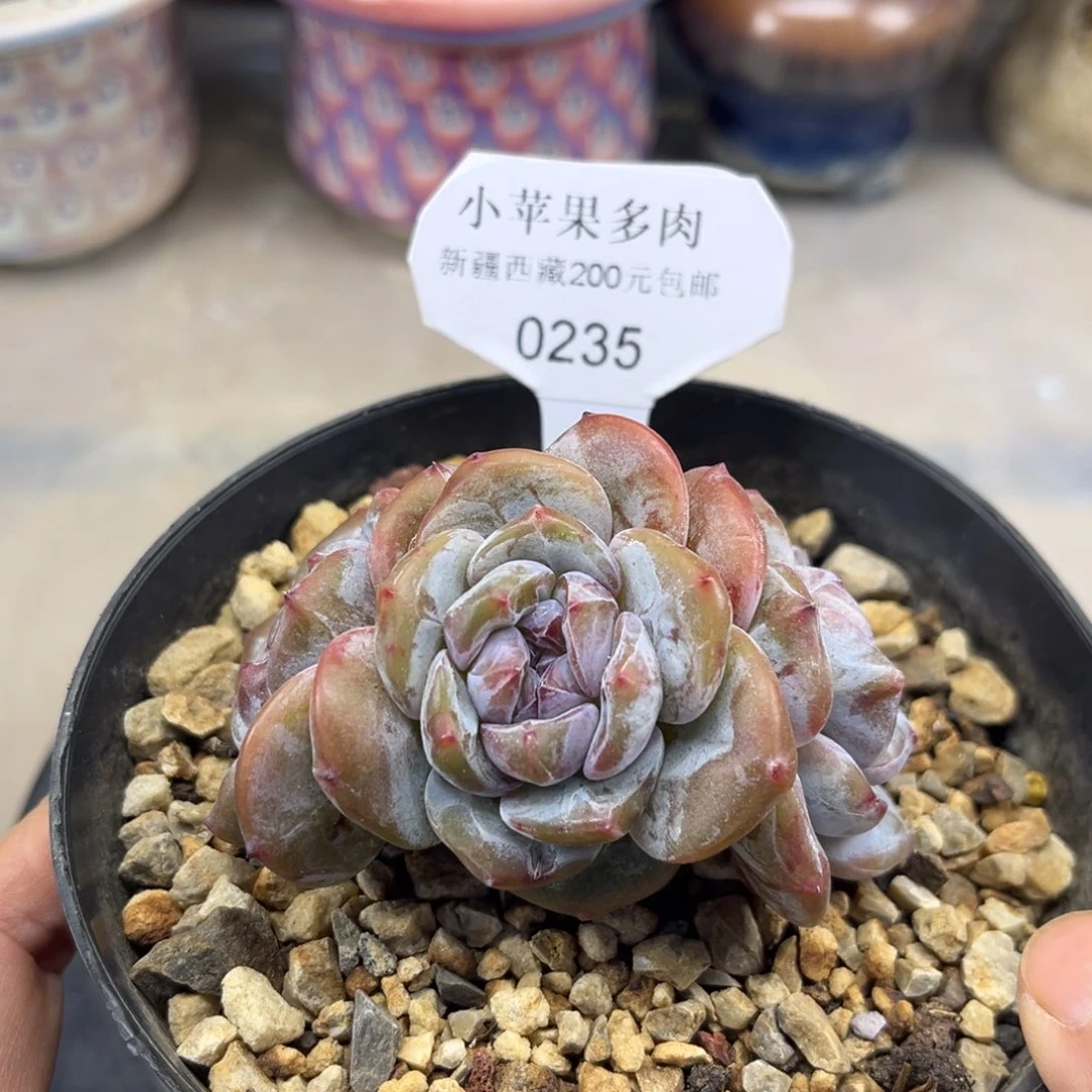 绿底紫心235/8cm3头