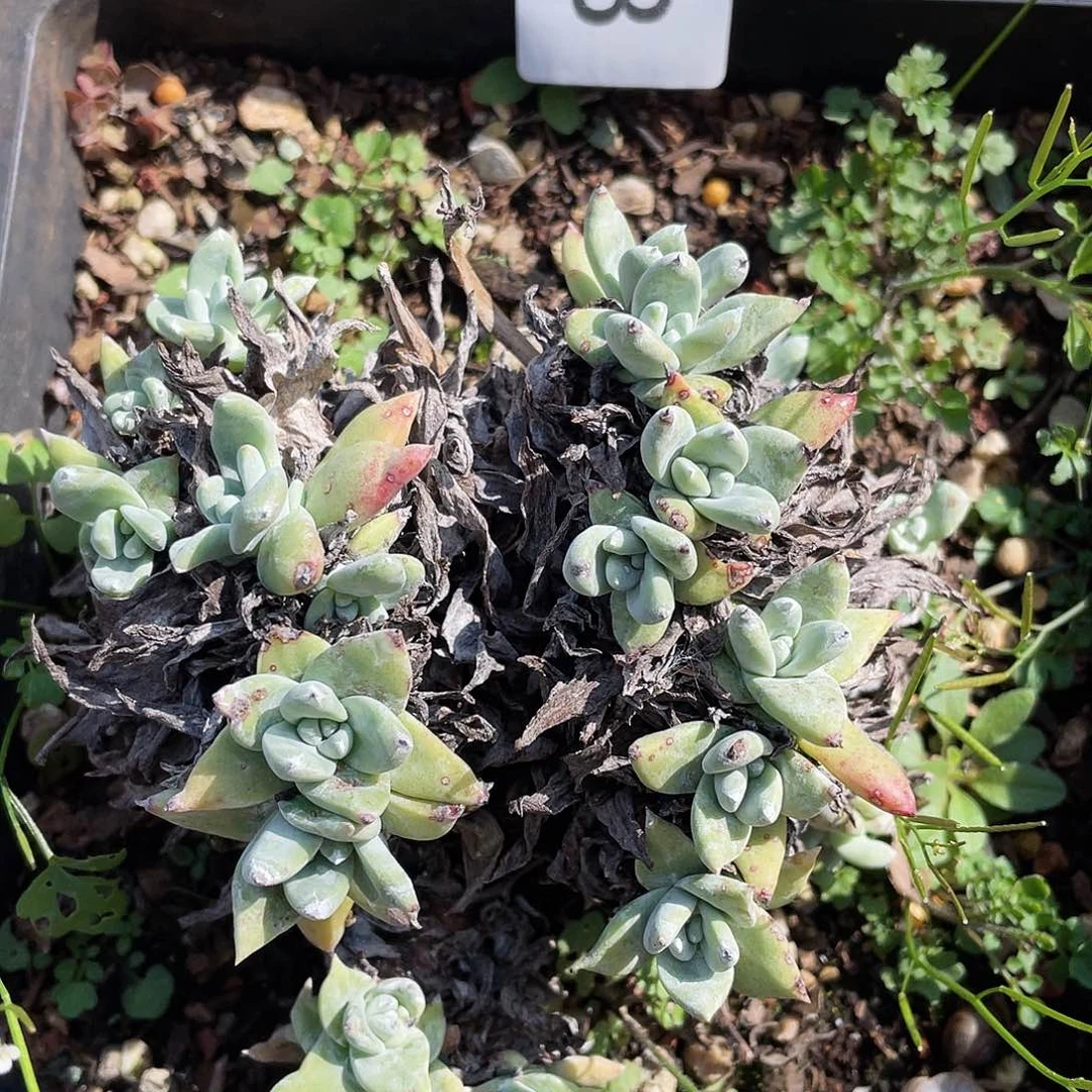 仙女杯老桩多头5678