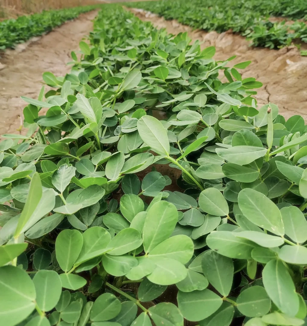 防虫防白娟不兑水拌种助剂