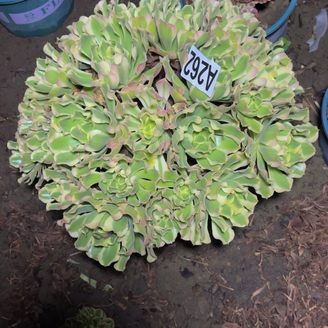 白凤法师14//7包邮
