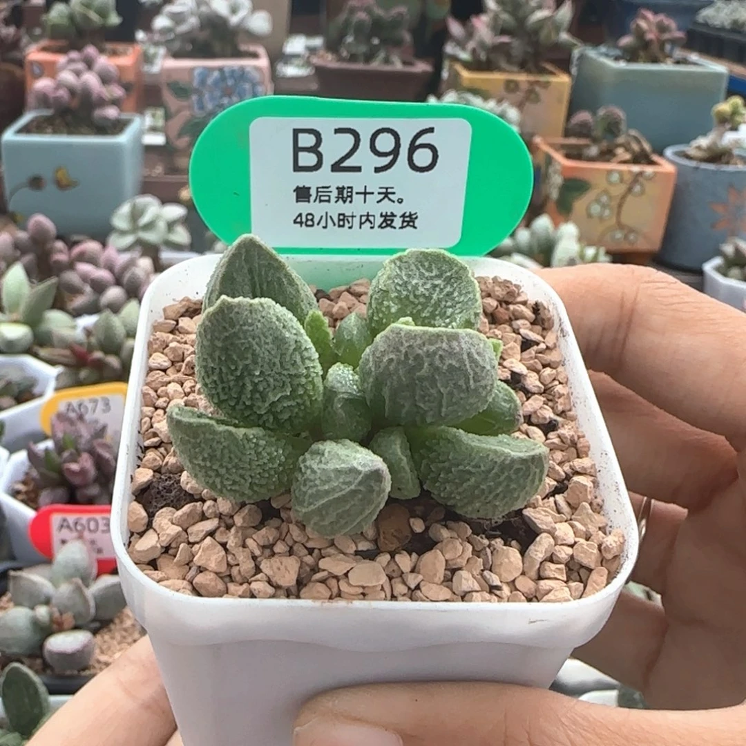 碧彩。   296。