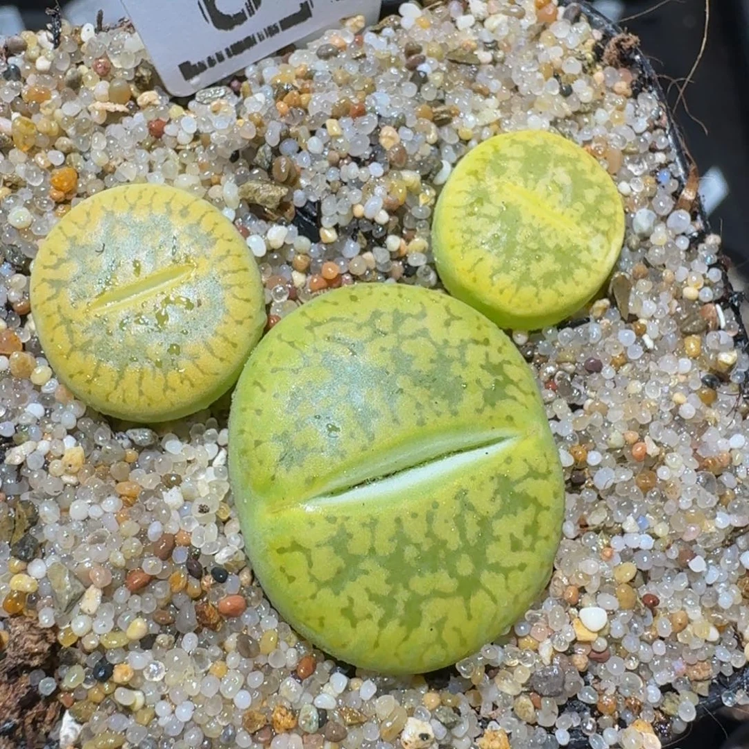 zzzzz精品生石花640