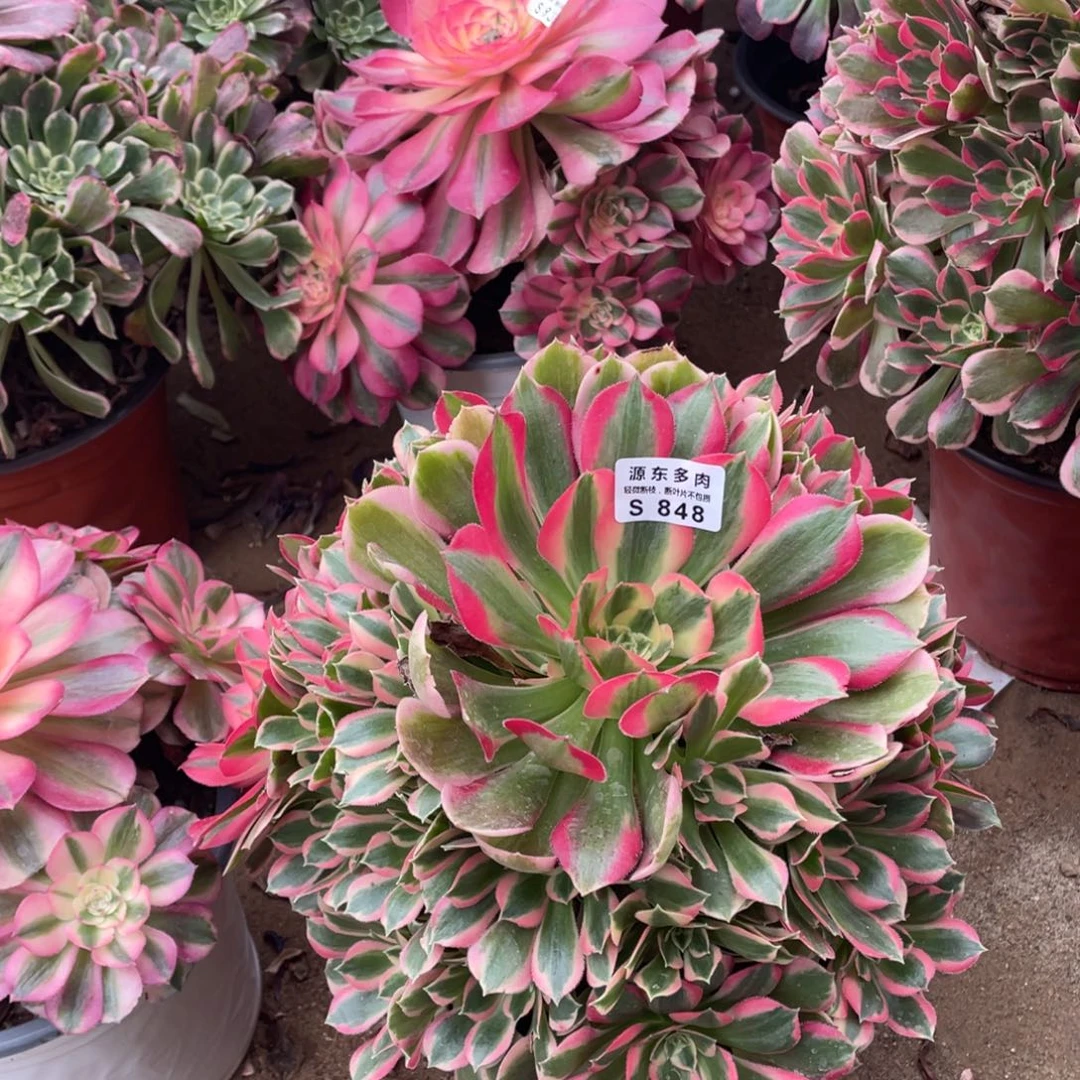 848初恋多肉法师断枝不包