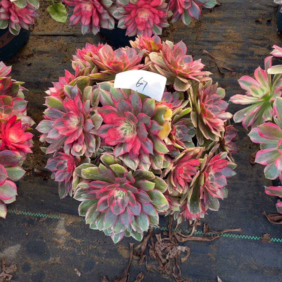 607111111111111111111