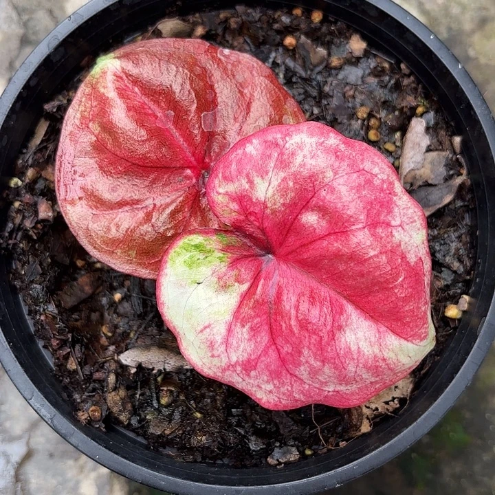 35-1111彩叶芋广东现货