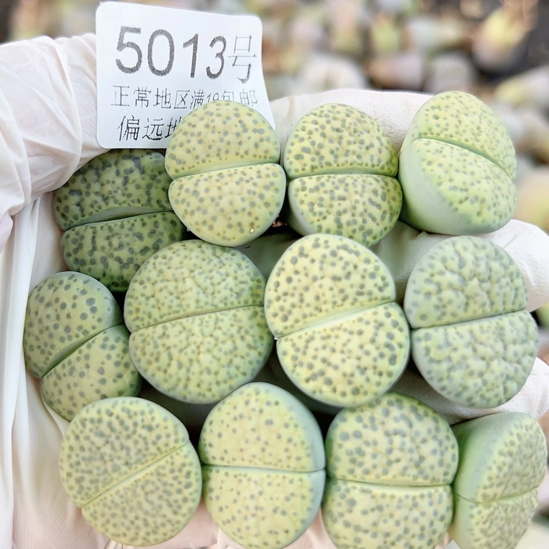 5013 好养易活生石花大母本12个2cm左右