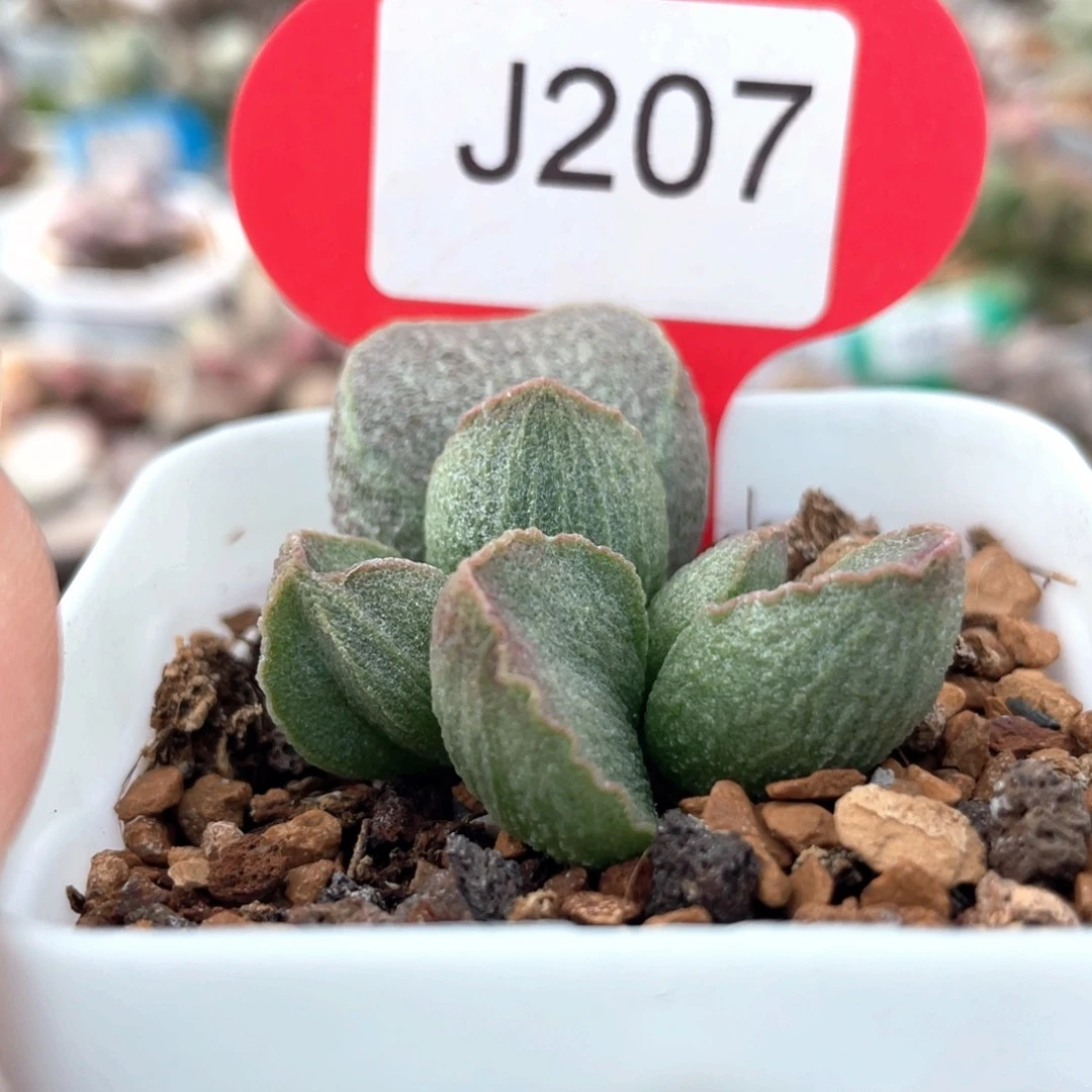 207。     红唇。