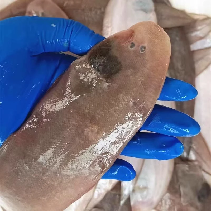 野生大号龙利鱼 香煎超级美味 5斤 顺丰快递