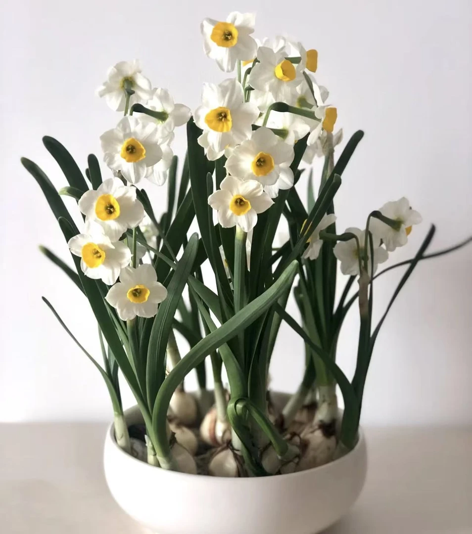 【两个！！】水仙花！！种球可盆栽可水培室内好样植物