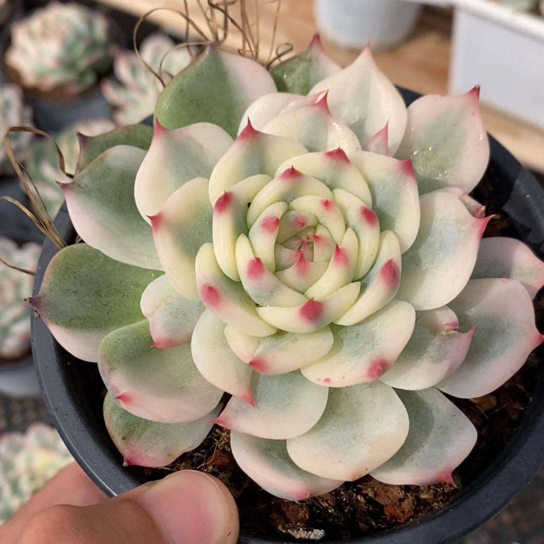 吉娃娃锦多肉植物8733