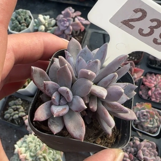 239哥特多肉植物多