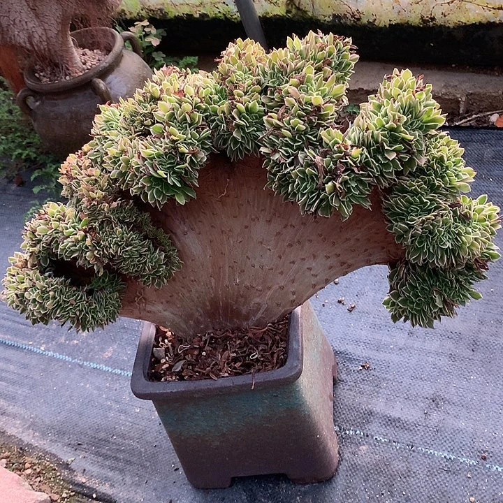 白凤缀化脱土发货啊