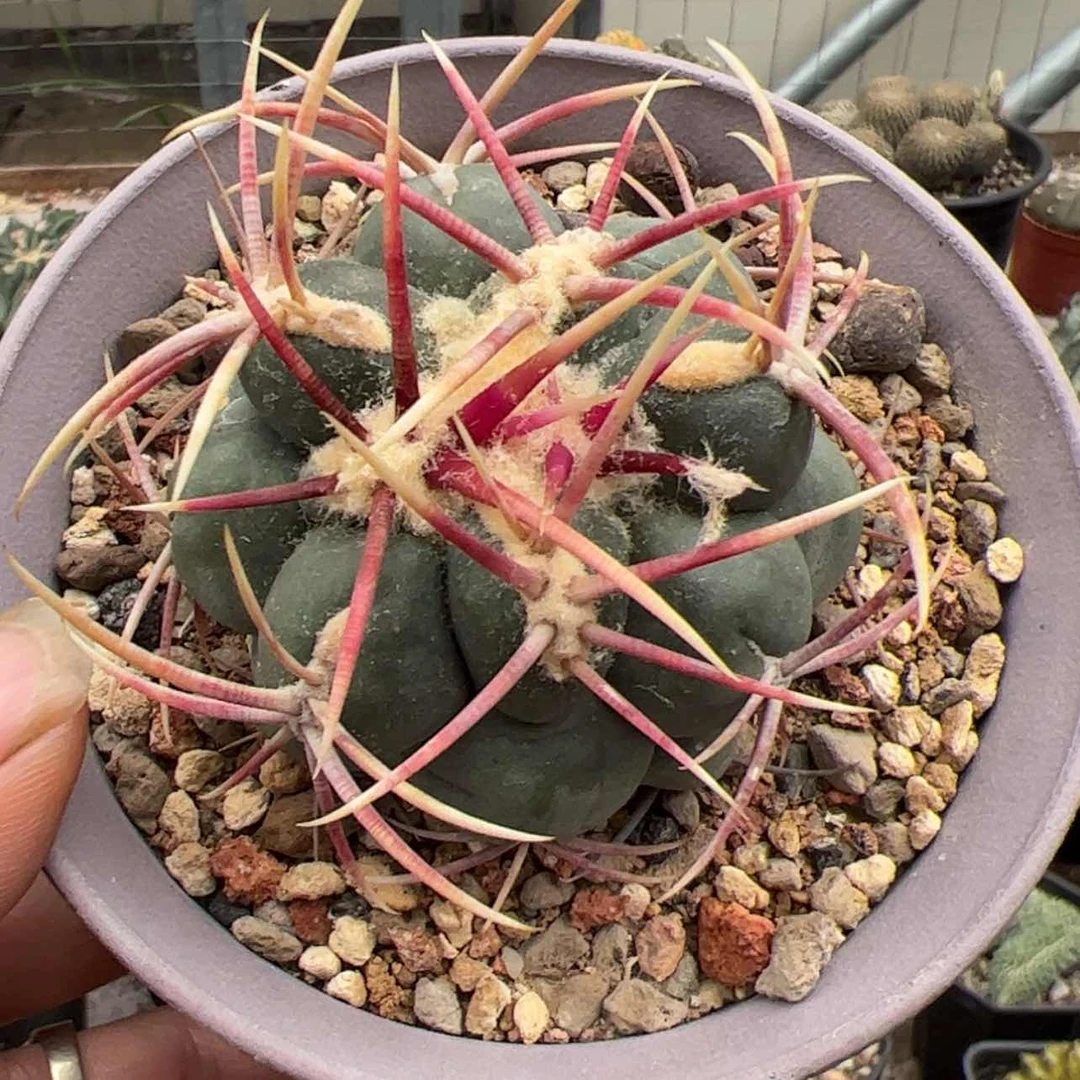 【闪购商品】实生仙人球