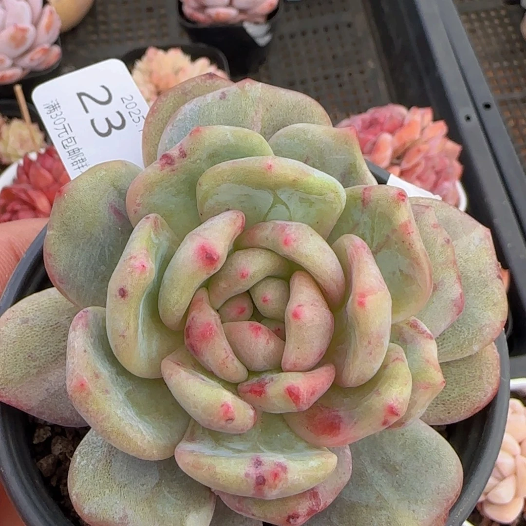 星影石化变异单头一颗