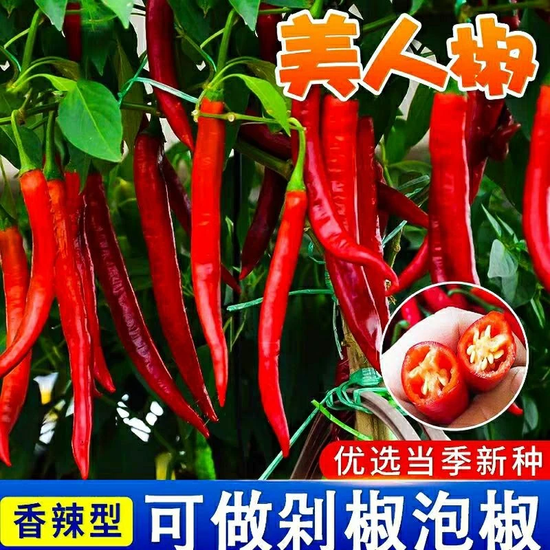 美人椒种子薄皮辣椒种子盆栽农家庭院本地大红辣椒籽种大