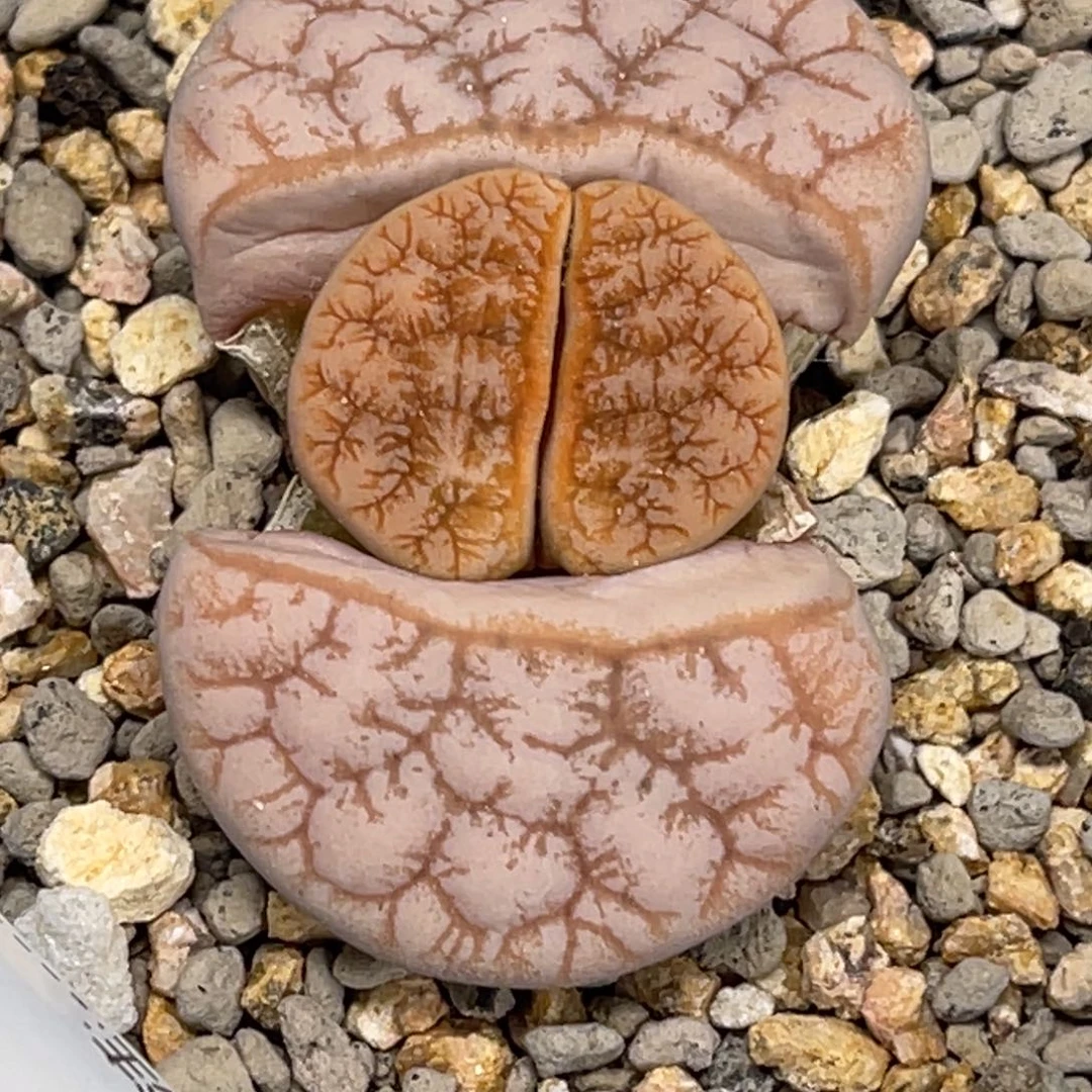 1797拿铁189尺寸1.6