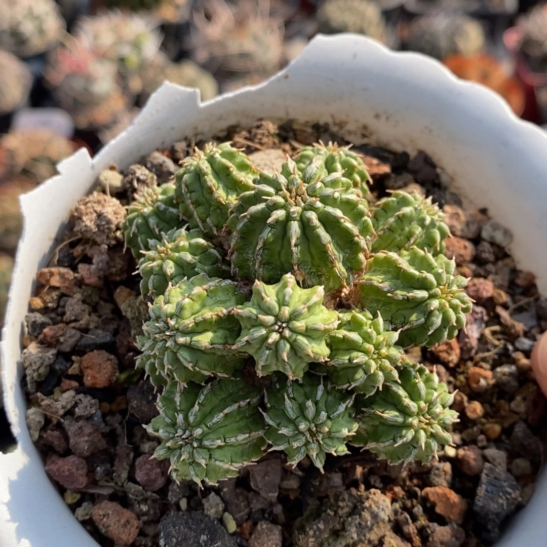 植播园艺丰收大戟