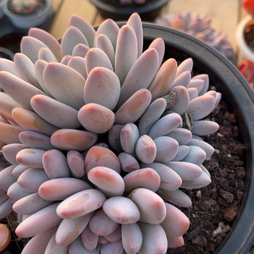 春节大福利，大香水！