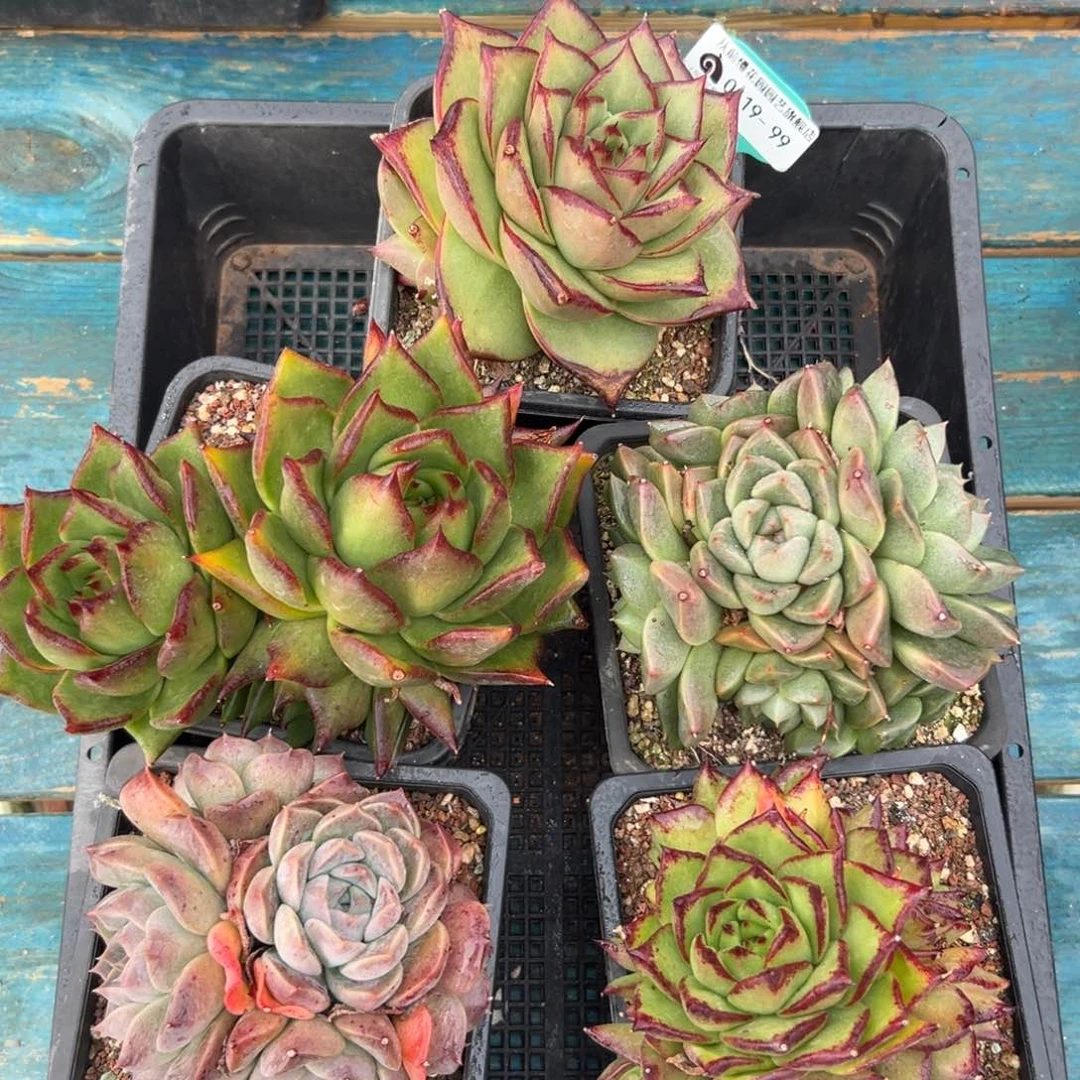 多肉一物一拍编号0119-99