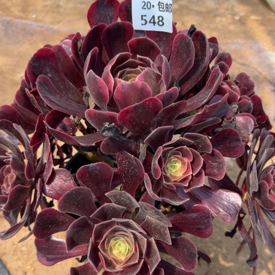 548爱神，满20包邮