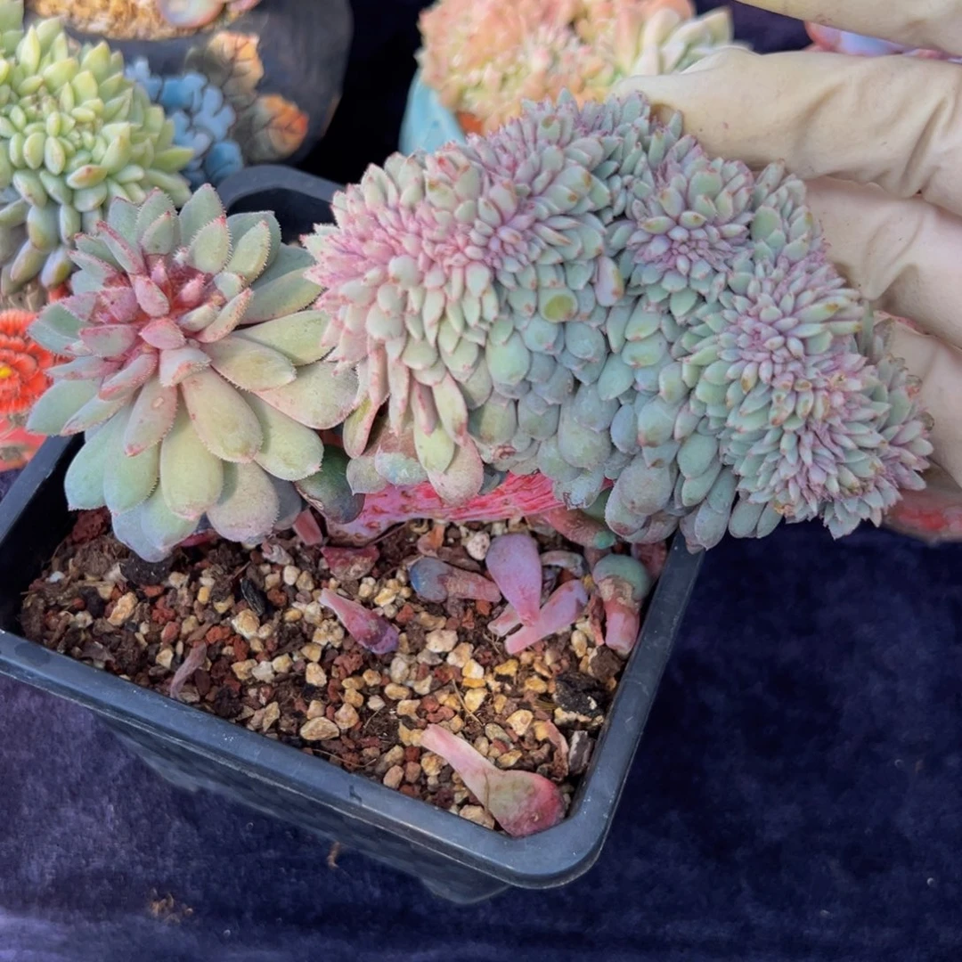 朱丽安娜粉 新年快乐