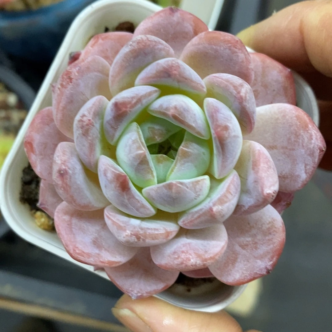 精品多肉一物一拍不包整153