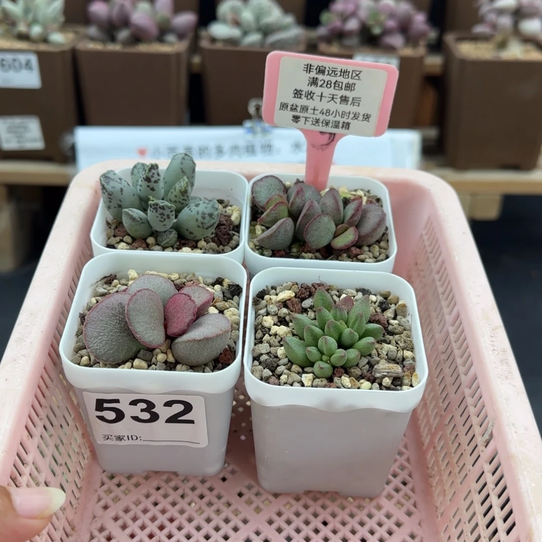 532白肌海豹春彩妖姬大红嘴