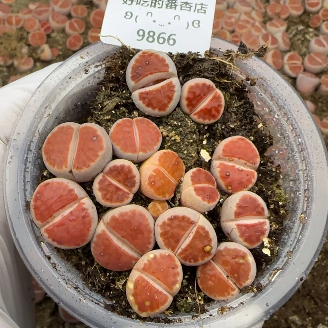 9866。默认脱土。18包邮。偏远88包邮