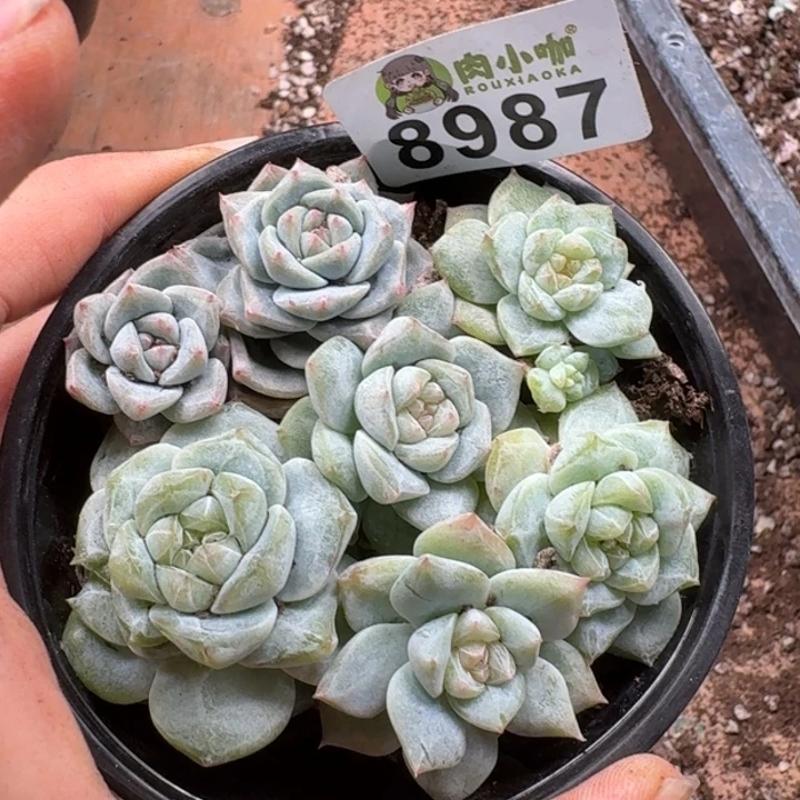 多肉植物多肉植物