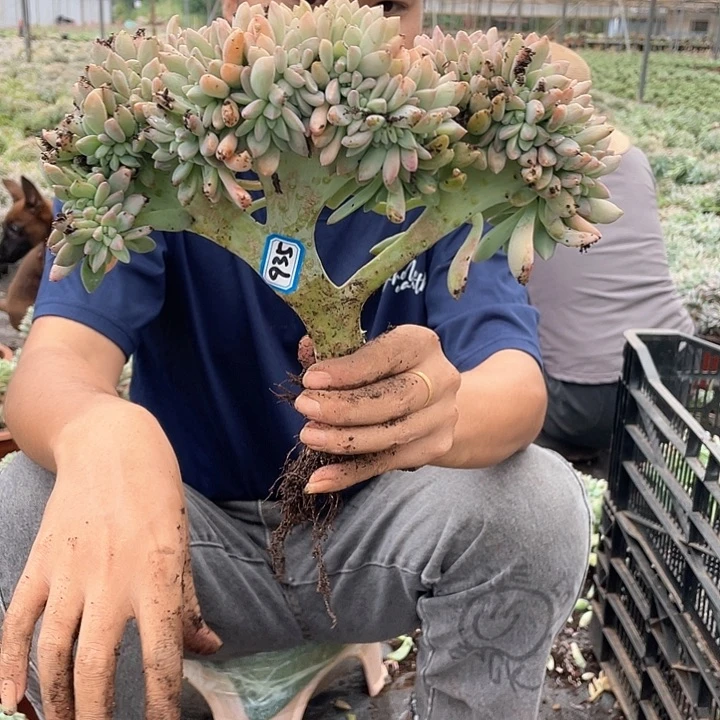 935 一物一拍淡雪缀